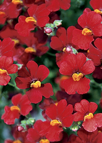 Nemesia Sunsatia 'Cranberry'